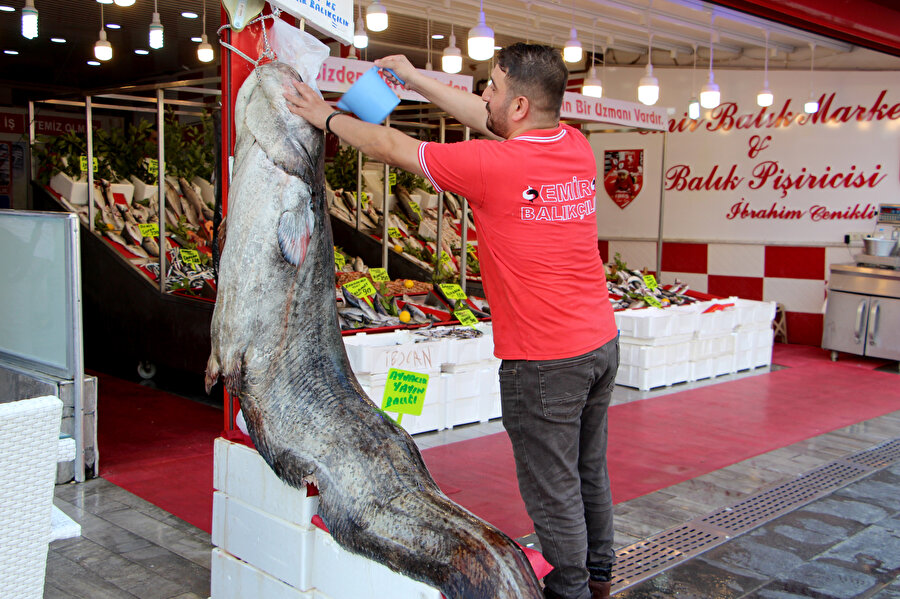 Gören telefona sarıldı: Tam 2,5 metre boyunda 141 kilo ağırlığında